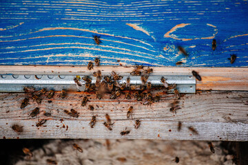 Bees in flight near the hive