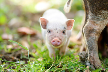 Funny little piglet on a backyard of agricultural farm. Growing livestock is a traditional...