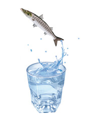 barracuda, poisson, évasion, saut, eau, en verre, boire, clapoter, liquide, isolé, froid, blanc, danger, boisson, glace, bouillonner, bleu, éclaboussure, frais, clair, abattre, verser, sain, transpare