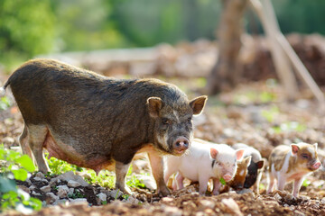 A large pig sow breed of lop-bellied with small newborn piglets on backyard of farm
