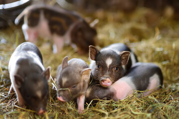 Small piglets breed of lop-bellied are in pigsty of local farm. Growing livestock is a traditional...