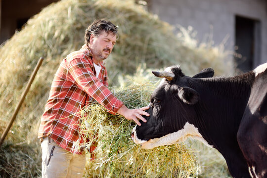 Handsome mature farmer feeding cow with organic hay on the backyard of dairy farm. Growing livestock is a traditional direction of agriculture.