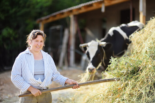Mature female farmer turns the hay for cow with a pitchfork on the backyard of farm. Growing livestock is a traditional direction of agriculture.