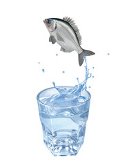 dorade, poisson, évasion, saut, eau, en verre, boire, clapoter, liquide, isolé, froid, blanc, danger, boisson, glace, bouillonner, bleu, éclaboussure, frais, clair, abattre, verser, sain, transparent,