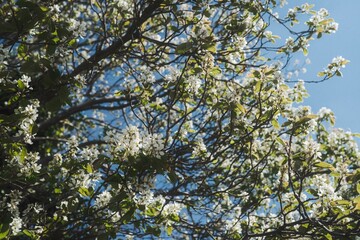 branches against sky