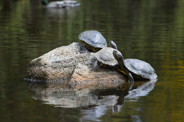 Fototapeta premium Turtles warming up in the sun on a rock in the middle of a pond.