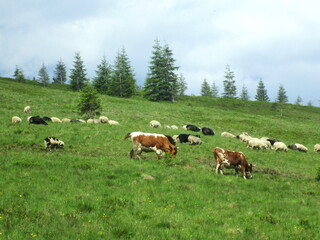 Fototapeta na wymiar Cows and sheep graze on pasture