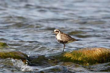 Ruddy Turnstone shorebird stands on rock along shore line during migration