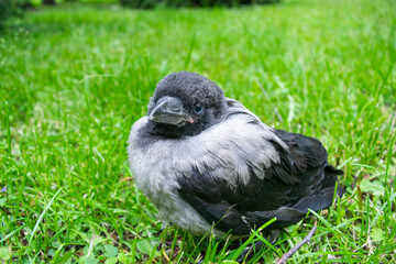 Cub of a gray crow in the green grass. Close up.