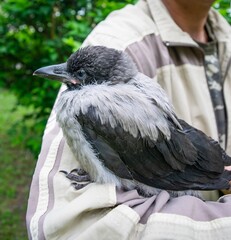 Cub of a gray crow close-up in the hands of a man against the background of a green lawn.