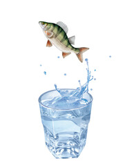 perche, poisson, évasion, saut, eau, en verre, boire, clapoter, liquide, isolé, froid, blanc, danger, boisson, glace, bouillonner, bleu, éclaboussure, frais, clair, abattre, verser, sain, transparent,