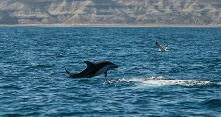 Fototapeta premium Dusky dolphin jumping , Peninsula Valdes , Unesco World Heritage Site, Patagonia , Argentina.