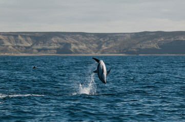 Fototapeta premium Dusky dolphin jumping , Peninsula Valdes , Unesco World Heritage Site, Patagonia , Argentina.