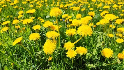 Yellow natural background with wild flowers dandelions