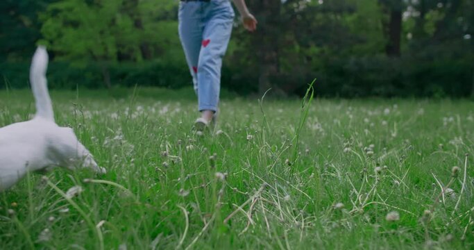 Jack russel dog runs through the grass with it's owner in slowmotion, 4k 120 fps Prores