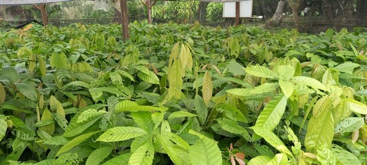 Photo Cocoa (Theobroma cacao) tree seedlings at the nursery.

