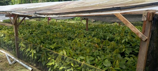 Location of cocoa nurseries in Kolaka Regency, Southeast Sulawesi Province, Indonesia