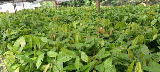 Photo Cocoa (Theobroma cacao) tree seedlings at the nursery site. These seeds are ready to be planted
