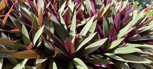 Tradescantia spathacea plant or Rhoeo discolor plant.