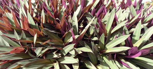 Photo Tradescantia spathacea plant or Rhoeo discolor plant.
