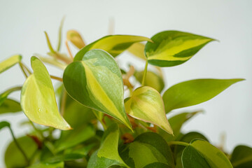 Close up colorful leaves Philodendron Brasil is a trailing houseplant in the interior. Blur and...
