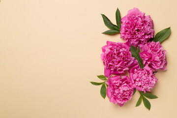 Beautiful peony flowers on color background, top view