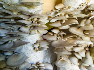 White edible oyster mushrooms close-up. Growing mushrooms on the farm.. Agro business