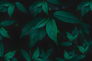 Top view leaf background.Green leaves color tone dark in the morning.Tropical Plant in...