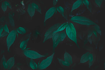 Top view leaf background.Green leaves color tone dark in the morning.Tropical Plant in...