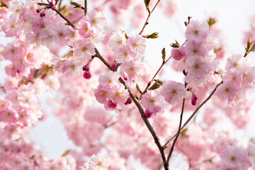 delicate flowers of pink sakura . Delicate artistic photo. selective focus.
