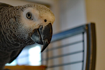 Baby African Grey Parrot looking at the camera