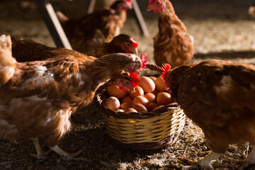 Curious chickens looking into wicker basket with freshly picked eggs standing on floor in poultry house.. © JackF