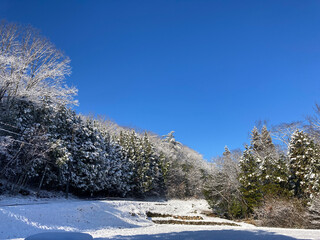 winter landscape with trees and a field, covered with snow, on a background of blue sky 