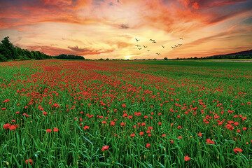 Sonnen Untergang mit Mohn Blumen feld