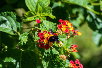 Bumblebee pollinating and extracting nectar from flowers
