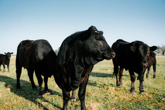 cows in the field
