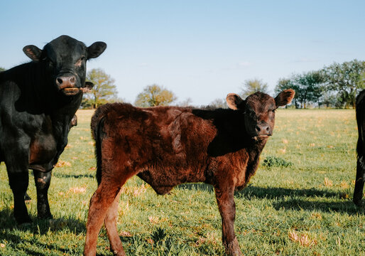 cows in a field