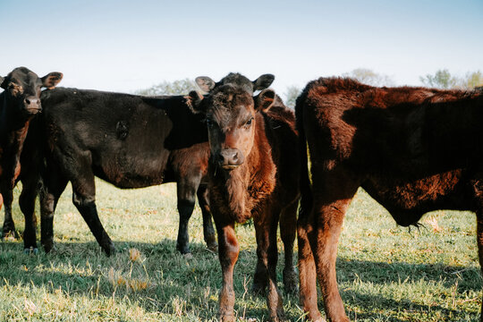 calf in a field 