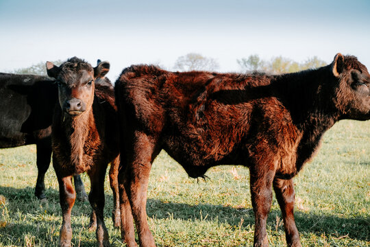 calf in the grass