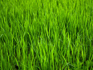 Fototapeta na wymiar Spring wild green grass has grown high, background