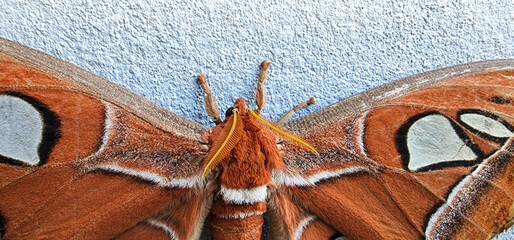 Male Atlas Moss (Atlass atticus) with antennae © MUHAMMADNAZMIN