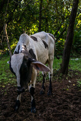 Terneros en el campo Panamá