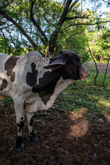 Terneros en el campo Panamá