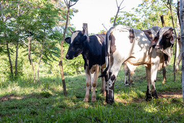 Terneros en el campo Panamá