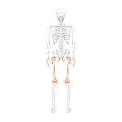 Skeleton femur thigh bone Human back view with partly transparent bones position. Set of 3D realistic flat natural color concept Vector illustration of anatomy isolated on white background