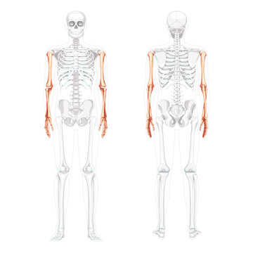 Skeleton Arms Human front back view with partly transparent bones position. Set of 3D hands, forearms realistic flat natural color concept Vector illustration of anatomy isolated on white background