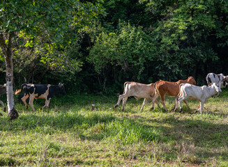 Terneros en el campo Panamá