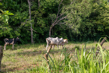 Terneros en el campo Panamá