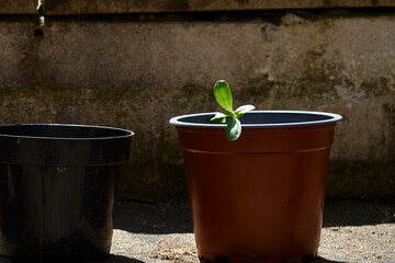 plant seedlings growing in pots in garden