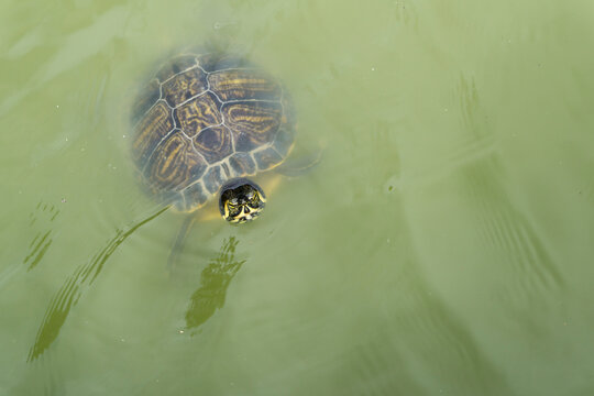 Schildkr&ouml;te im gr&uuml;nen Wasser, Feuersee, Suttgart, Germany